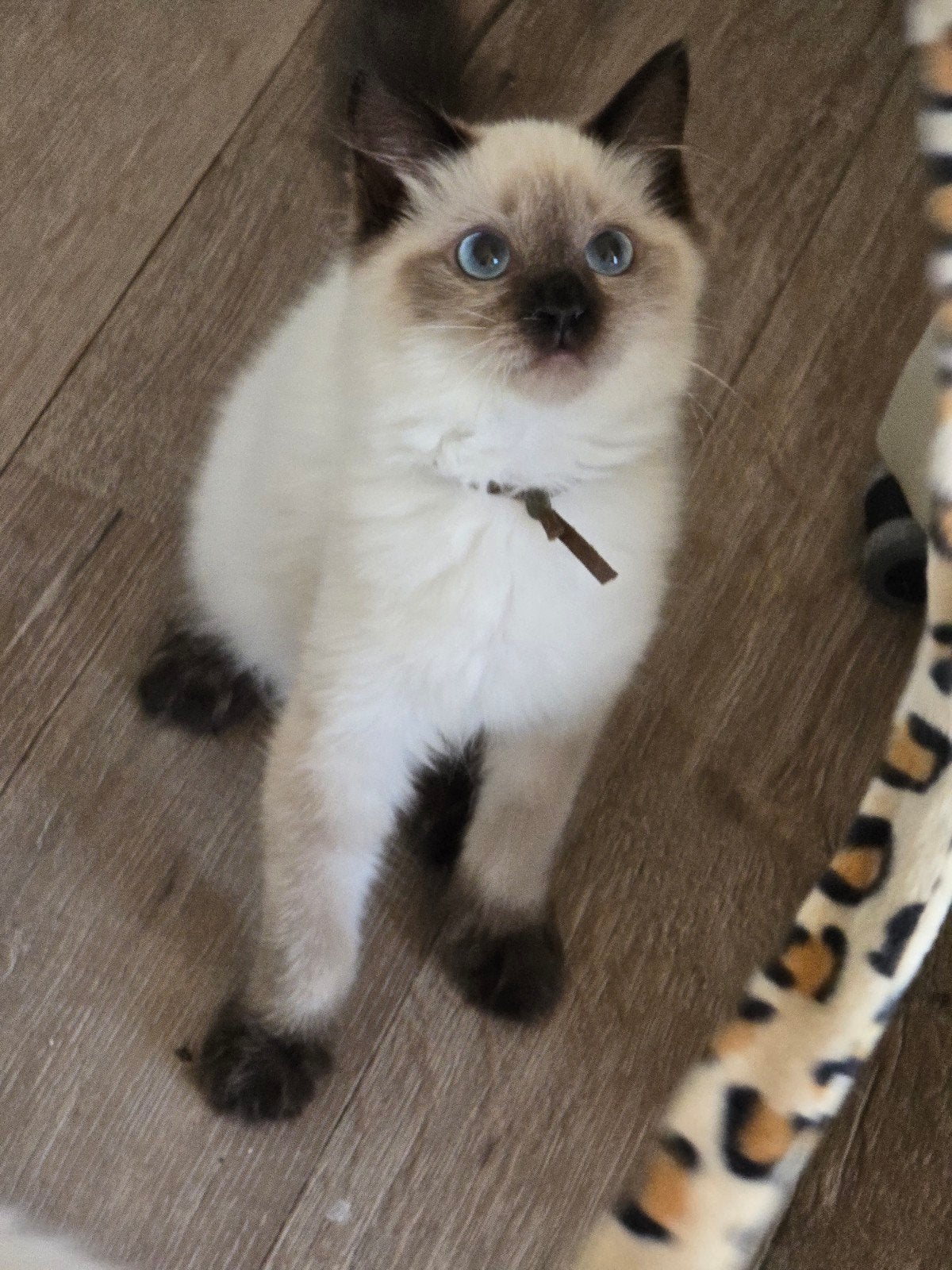 Ragdoll kitten stamboom met kampioen lijn getest, Poes