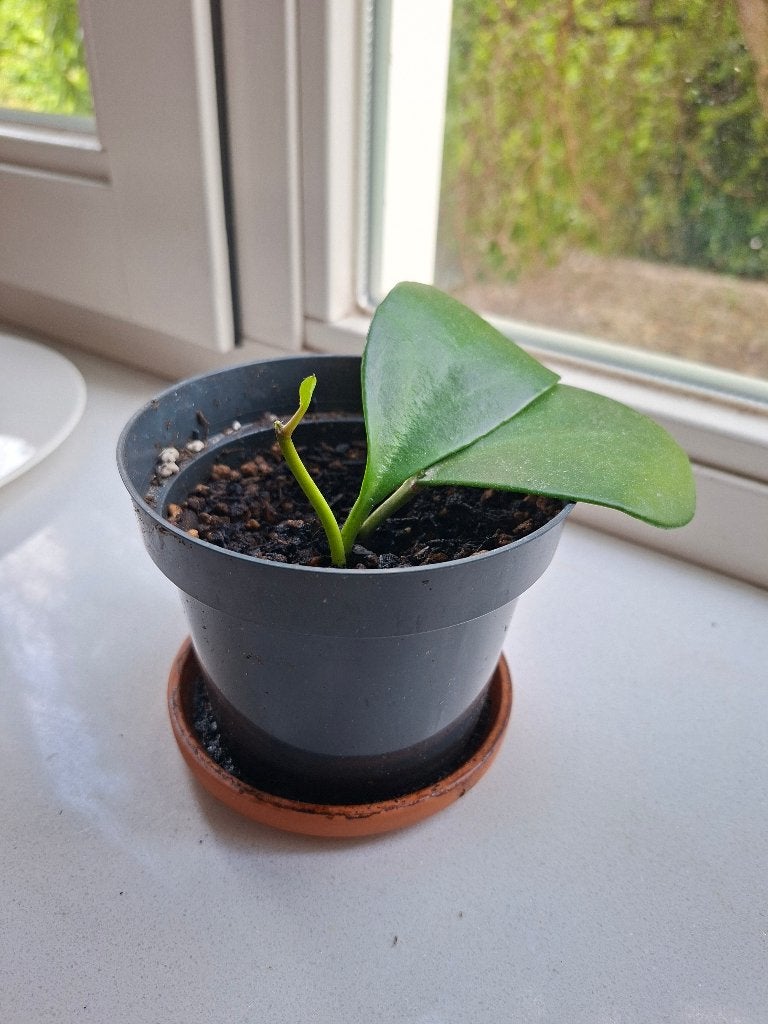 Hoya Kerrii, Huis en Inrichting, Kamerplanten, Ophalen, Vetplant, Halfschaduw, Minder dan 100 cm