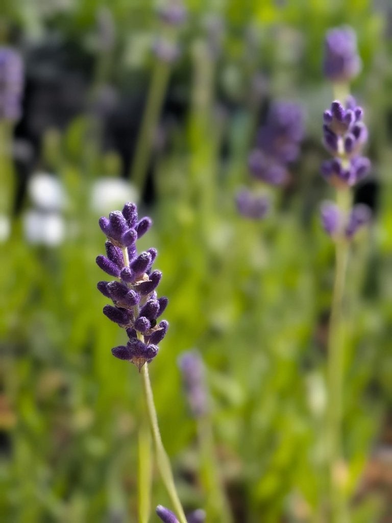 Lavendel hidcote lavendula p9, Volle zon, Vaste plant, Zomer, Ophalen