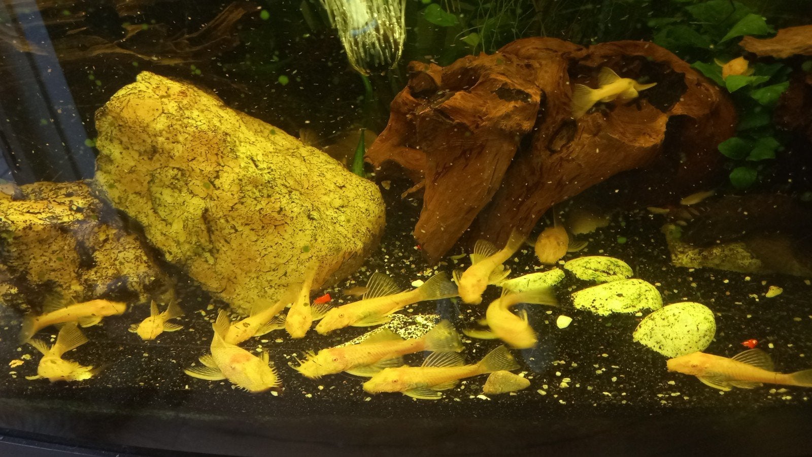 Algeneters/albino, Vis, Zoetwatervis