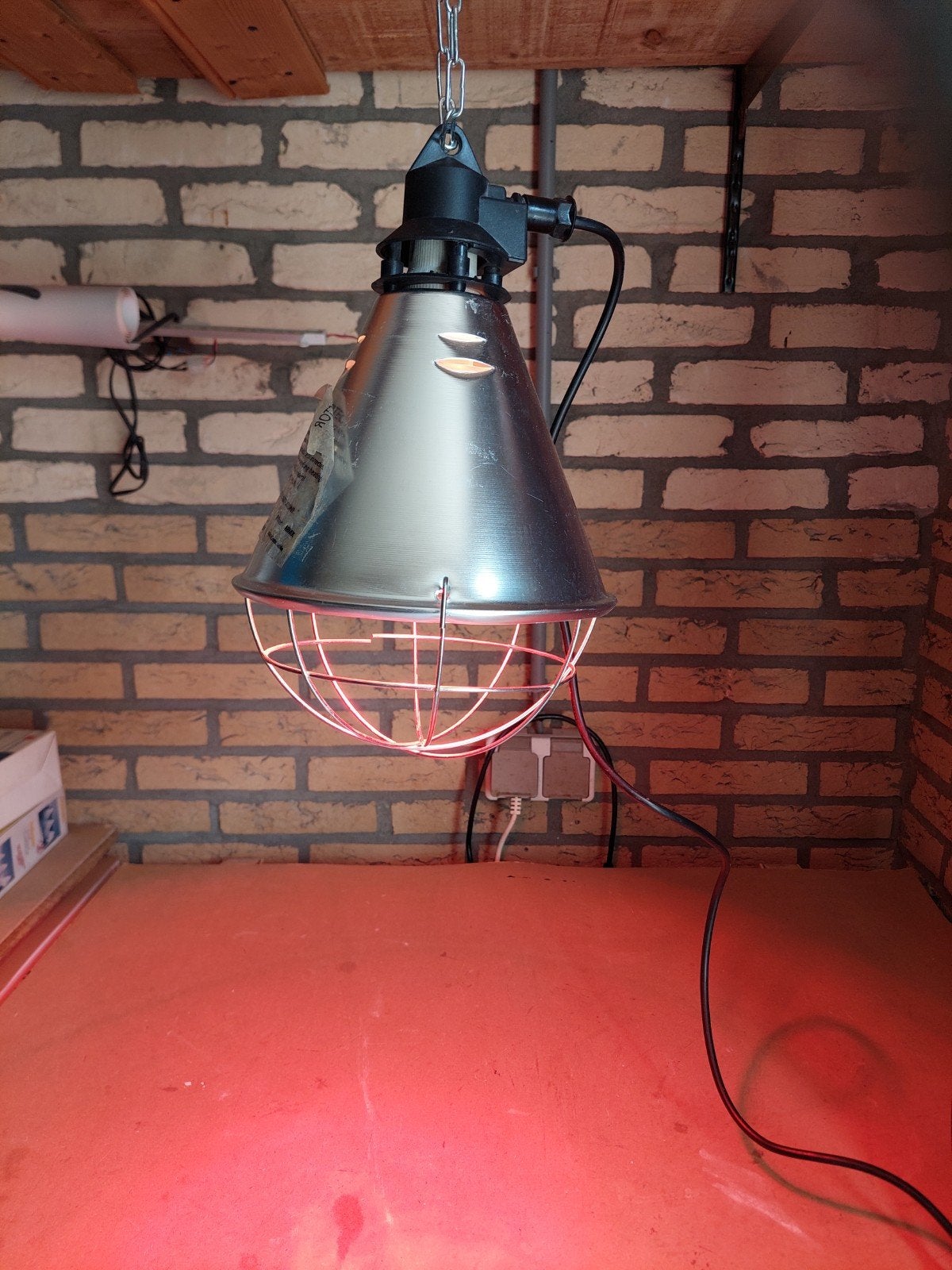warmte lamp, Dieren en Toebehoren, Geslacht onbekend, Kip