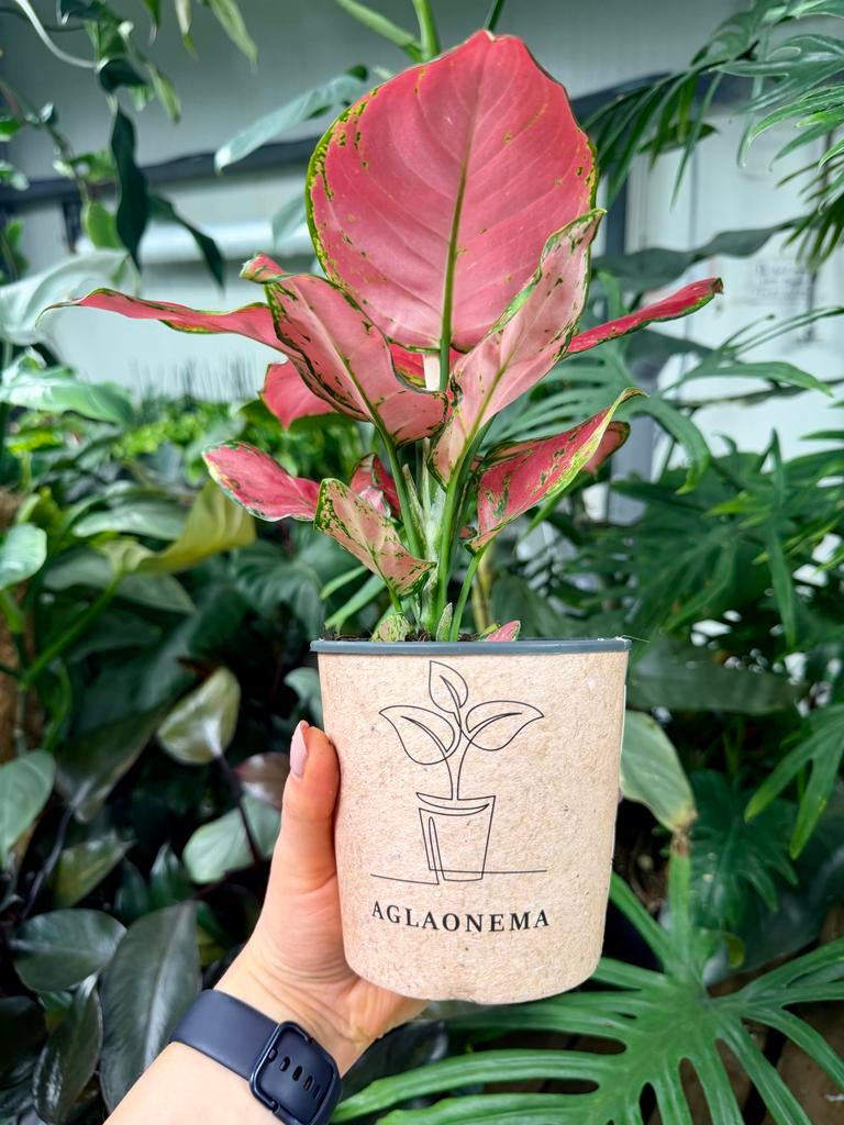 Aglaonema Beauty  p12, Overige soorten, In pot, Minder dan 100 cm, Groene kamerplant