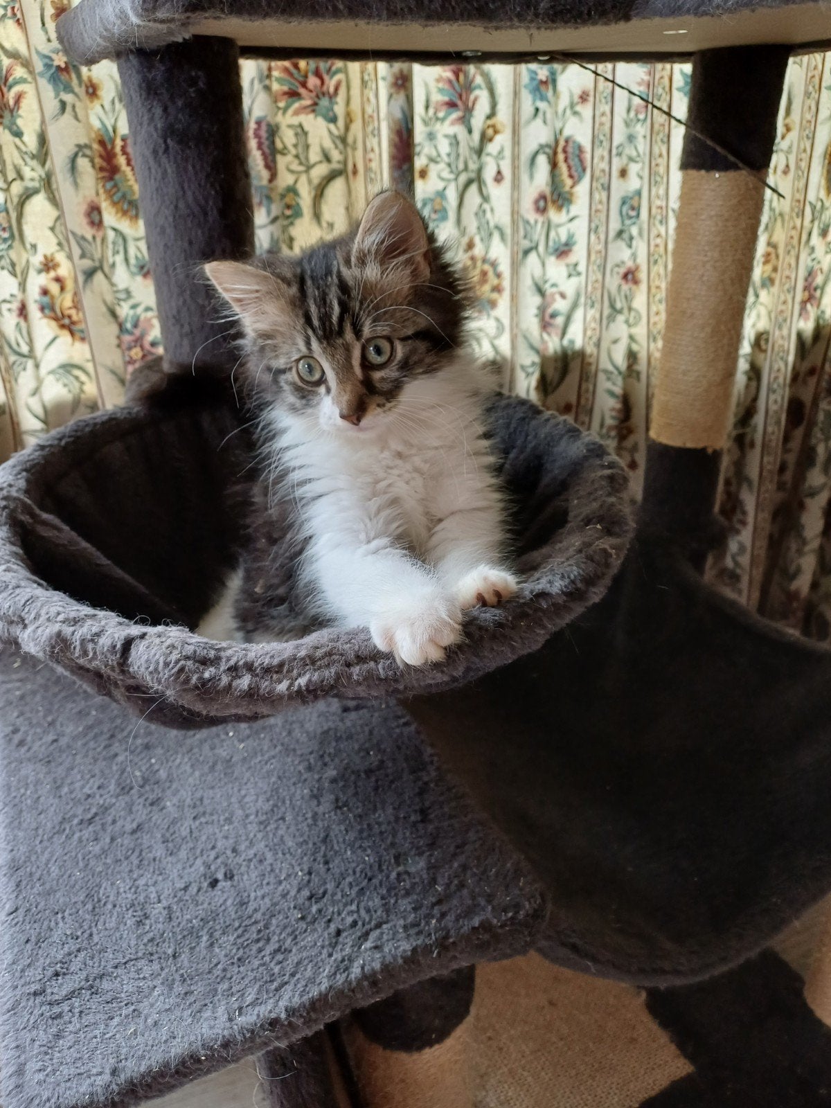 Lievdevol en speelse kittens zoeken een 5*huisje., Dieren en Toebehoren, Katten en Kittens | Overige Katten, Meerdere dieren
