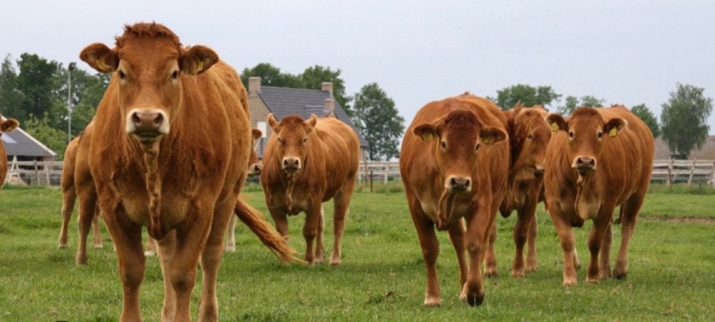 Vlees kalveren gezocht, Dieren en Toebehoren, Vrouwelijk, 0 tot 2 jaar