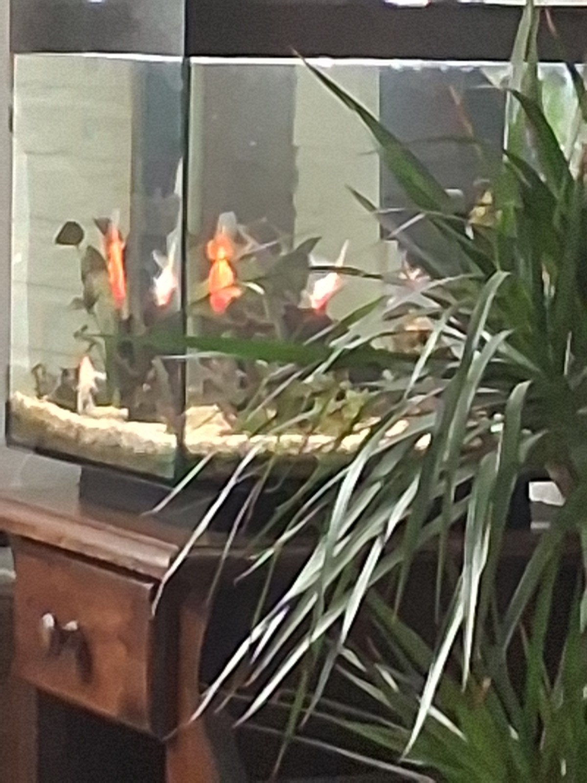 koud water aquarium met led, Dieren en Toebehoren, Vissen | Aquaria en Toebehoren, Ophalen, Leeg aquarium