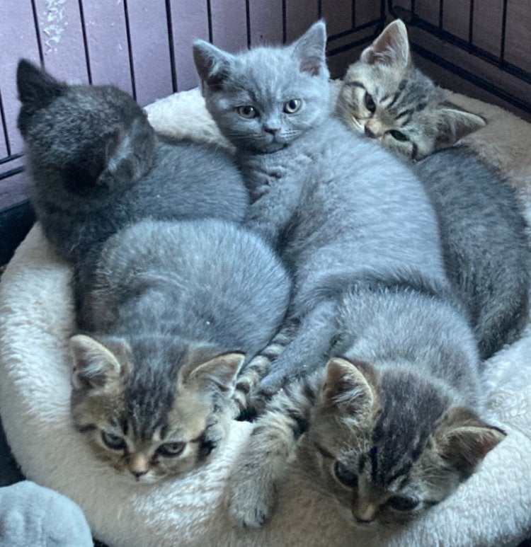 Mooie Brits Korthaar kittens. MOGEN MEE!, Dieren en Toebehoren, Meerdere dieren, Ontwormd, 0 tot 2 jaar
