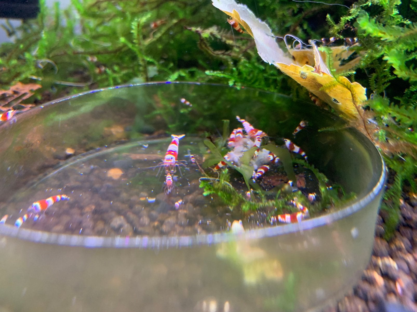 Kleine crystal red garnalen met Taiwan bee genen UITVERKOOP!, Kreeft, Krab of Garnaal, Zoetwatervis, Schoolvis