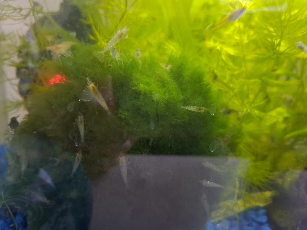 Garnalen voor aquarium, Dieren en Toebehoren, Ophalen of Verzenden, Plant(en), Steen of Hout