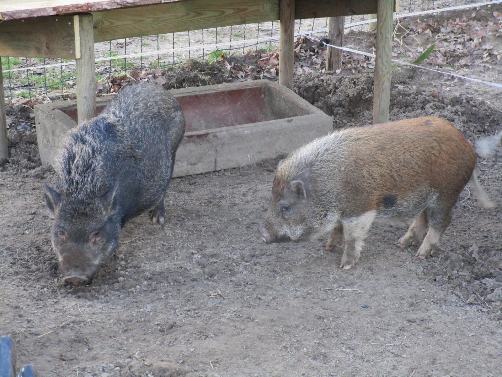 Mini/micro varken gezocht, Dieren en Toebehoren, Vrouwelijk, Schaap