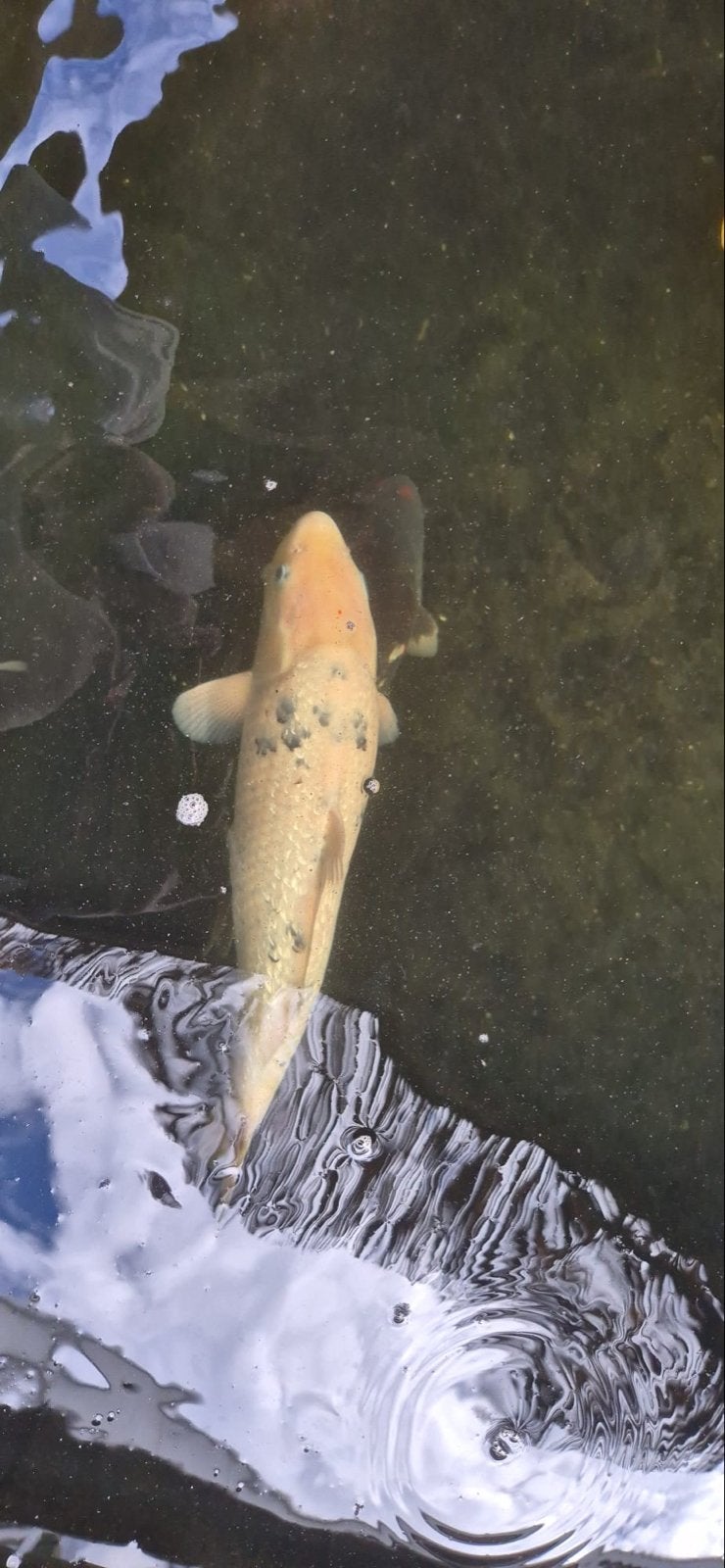 Koi te koop