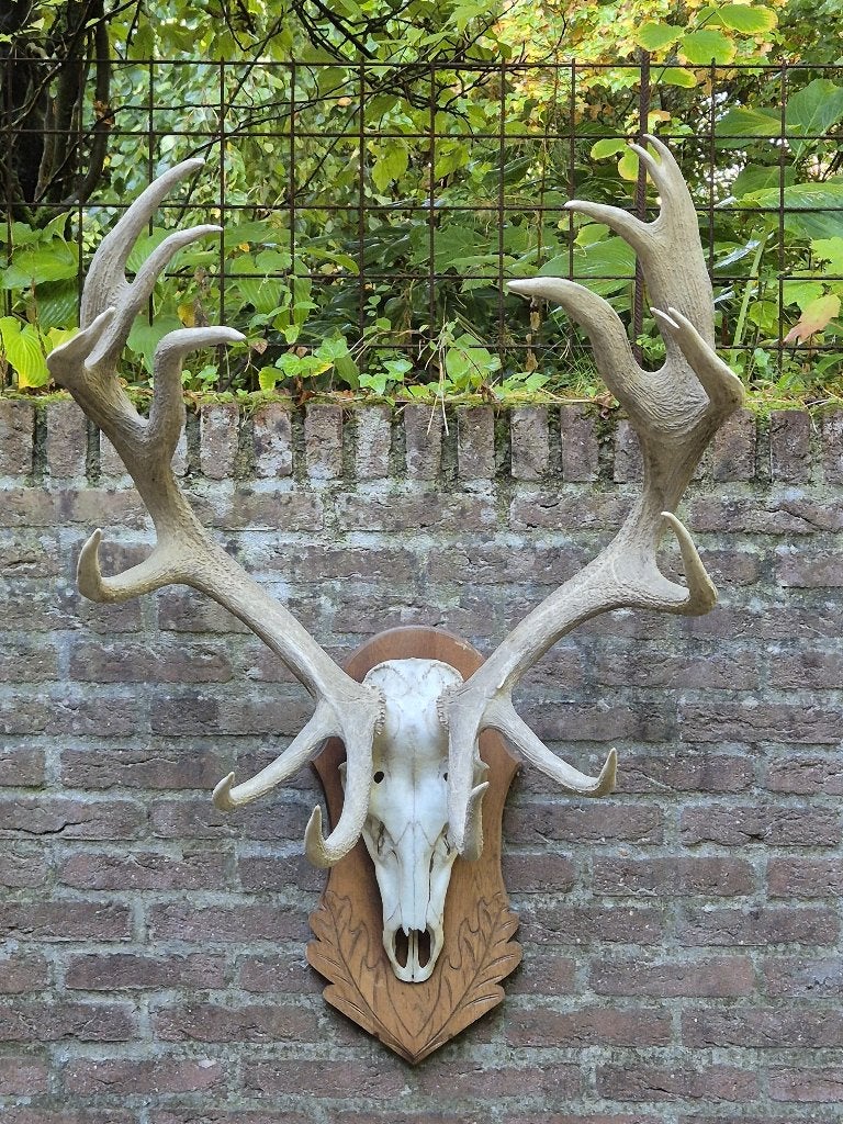 Groot Kapitaal Edelhert Gewei ongelijke 18-ender jacht hut, Ophalen, Gebruikt, Hert, Gewei of Kop