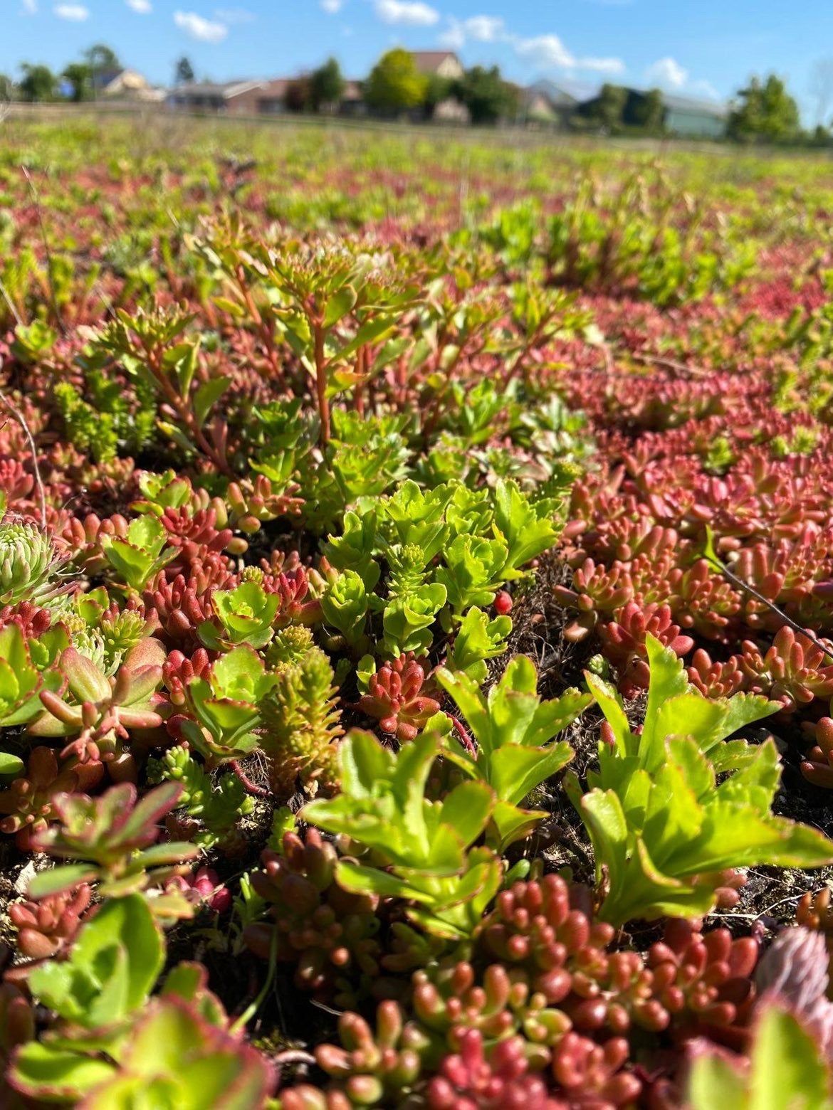 Premium sedum cassette kant-en-klaar groendak systeem, Ophalen