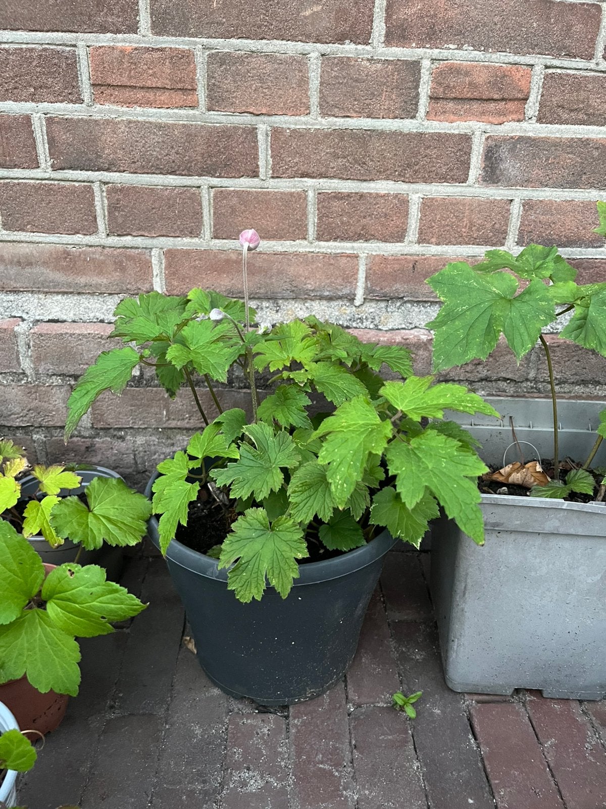 Herfst anemonen roze, Tuin en Terras, Ophalen, Overige soorten, Volle zon