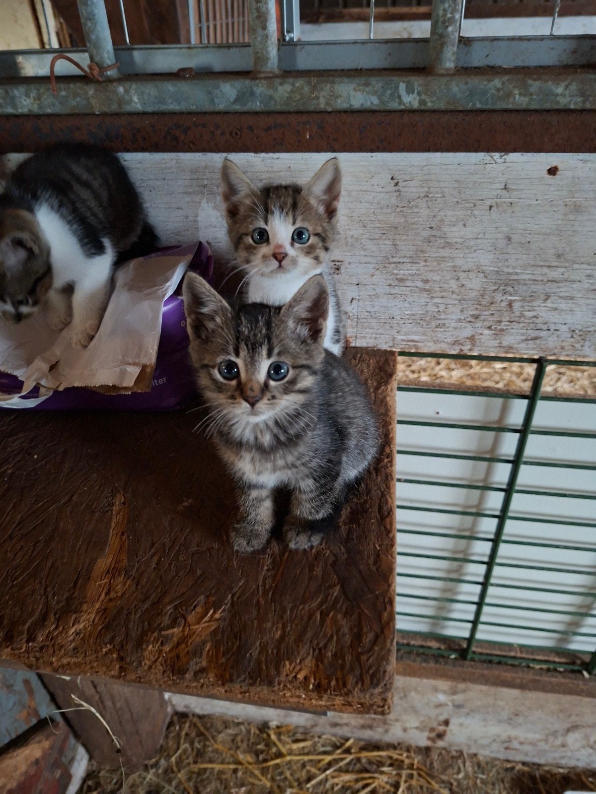 boederij kittens te koop, Dieren en Toebehoren, Meerdere dieren