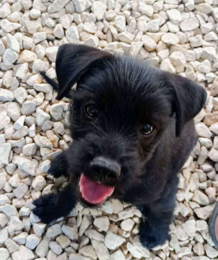Noodle, lieve terrier mix pup teefje, Dieren en Toebehoren, 8 tot 15 weken, Teef, Eén hond, Middel