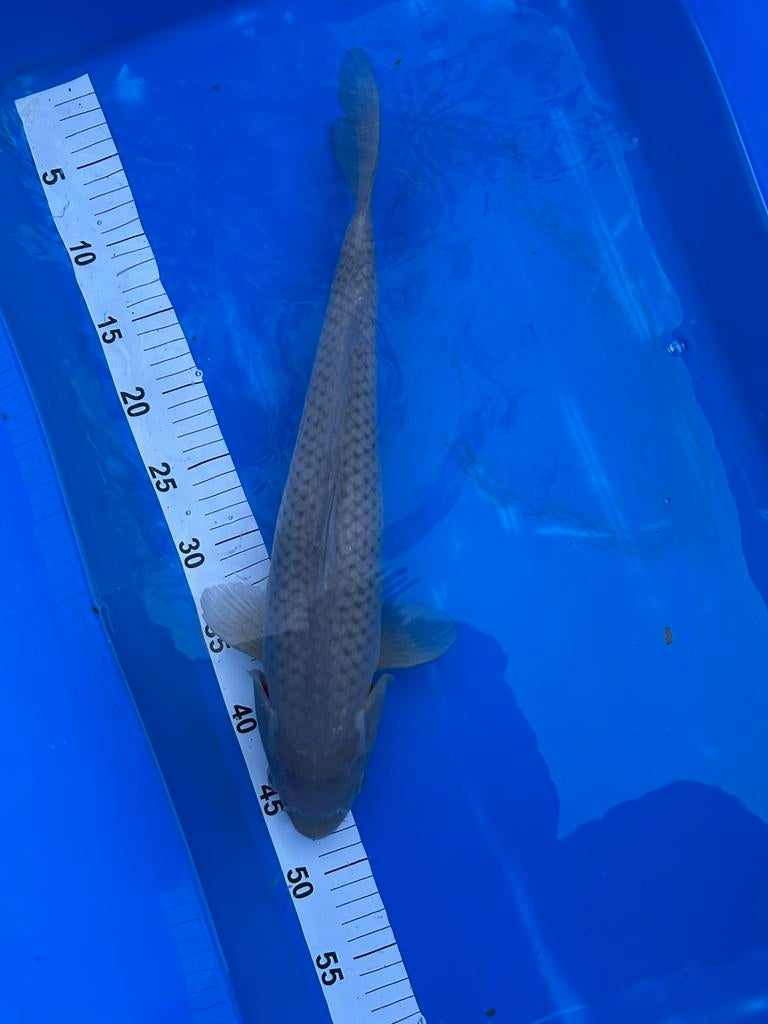 Japanse import Chagoi koi, Karper of Koi