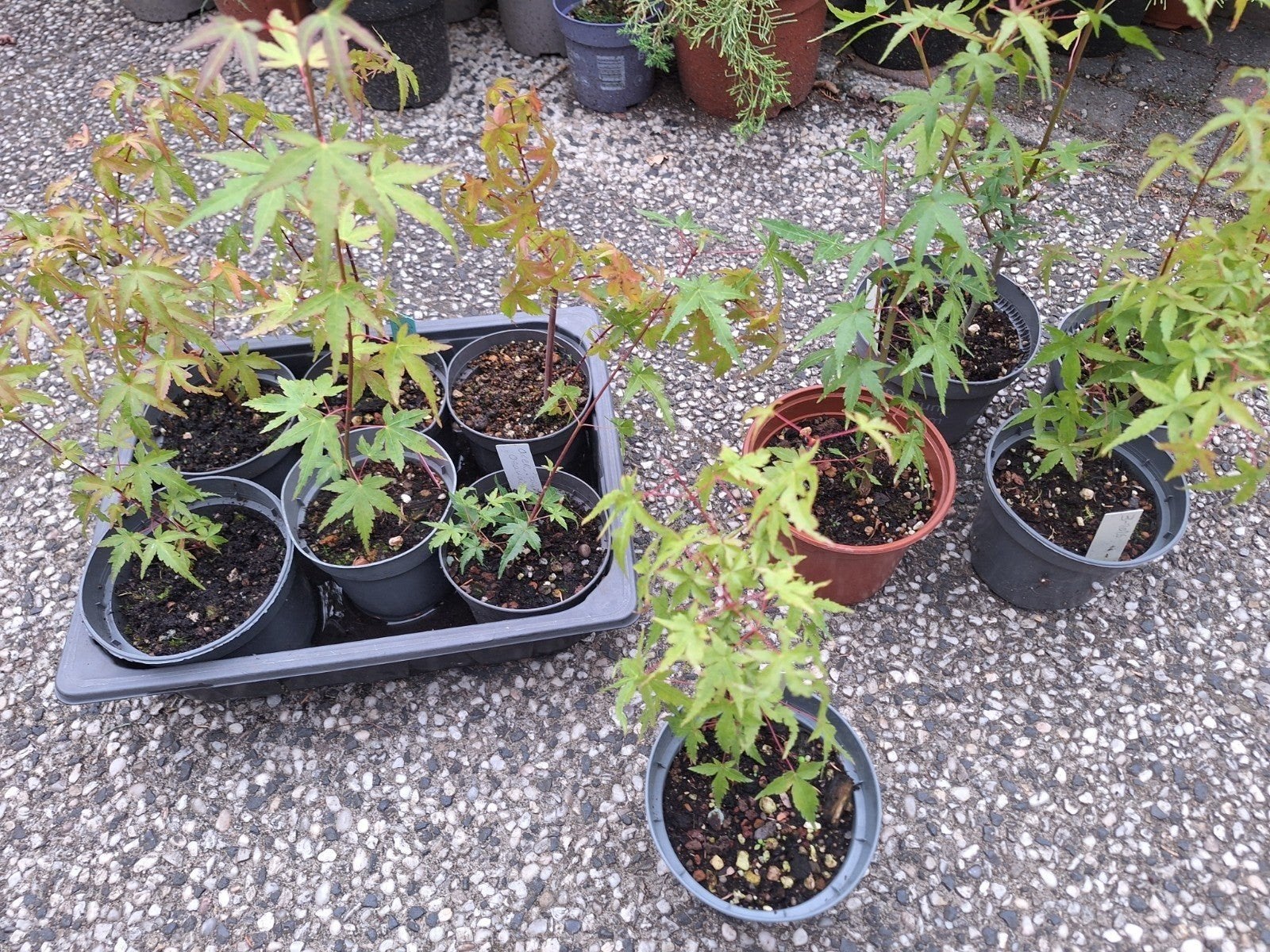 bonsai, Ophalen of Verzenden, Kruiden, Halfschaduw