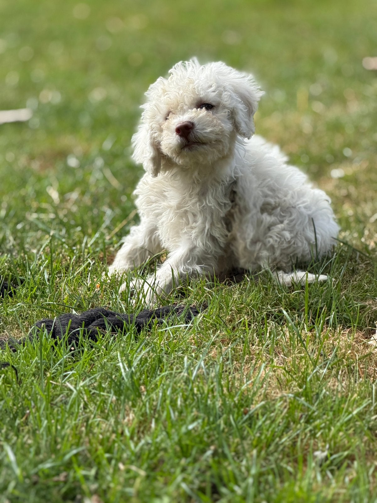 Lagotto Romagnolo met stamboom, Dieren en Toebehoren, Parvo, Overige rassen, 8 tot 15 weken, Meerdere