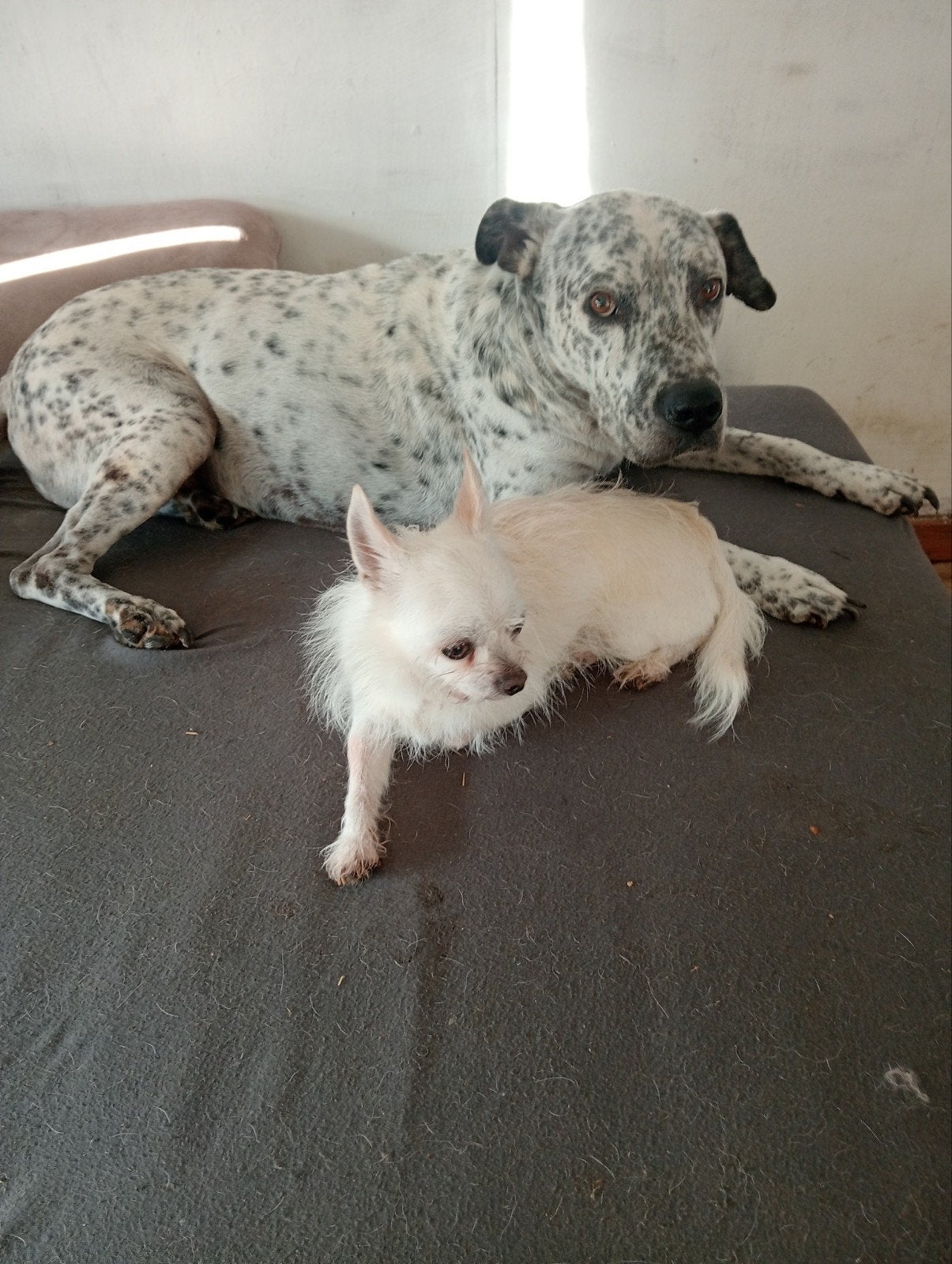 2 honden, Dieren en Toebehoren, 6 jaar of ouder, Reu, CDV (hondenziekte), Meerdere