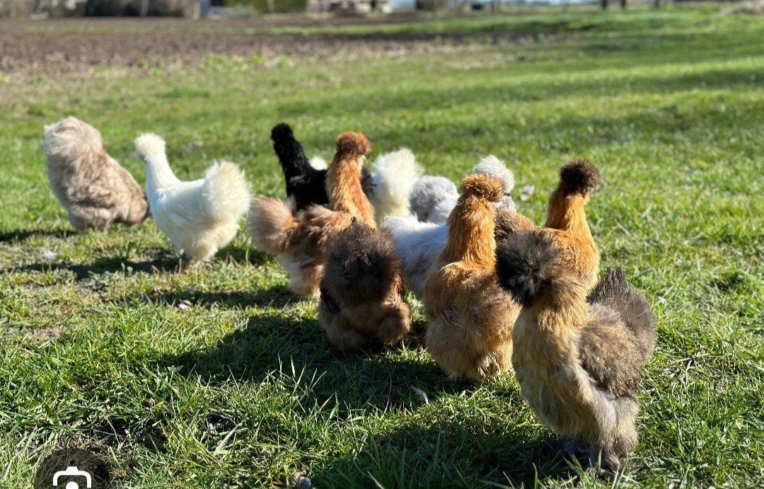 Zijdehoen kriel hennen gezocht, Dieren en Toebehoren, Vrouwelijk, Kip
