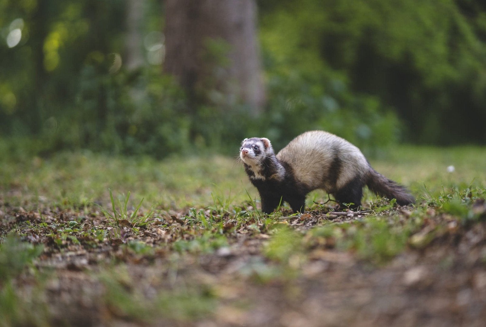Op zoek naar een liefdevol en ervaren thuis voor Freya & Oli, Dieren en Toebehoren, Mei, Meerdere dieren