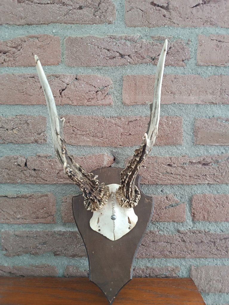 Ree Gewei op houten schild no.01, Ophalen of Verzenden, Zo goed als nieuw, Hert, Gewei of Kop