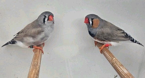 Koppel bleekrug grijze zebravinken, Meerdere dieren, Tropenvogel, Geringd