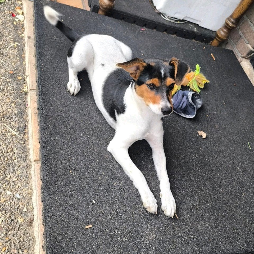 Boerenfox Teefje, Parvo, Jack Russell Terriër, 8 tot 15 weken, Teef