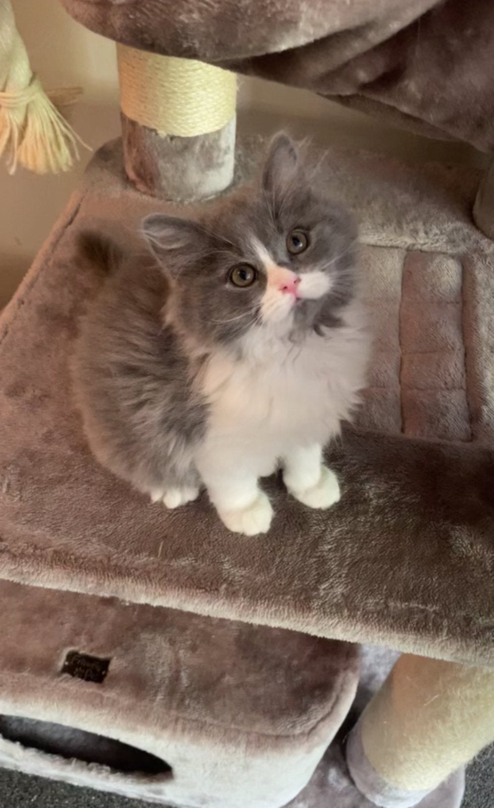 Laatste katertje beschikbaar mag meteen verhuizen, Dieren en Toebehoren, Kater, Ontwormd, 0 tot 2 jaar
