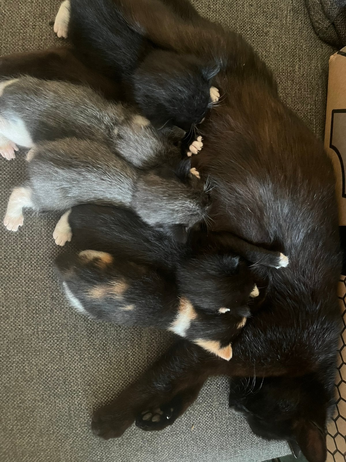 Kittens, Dieren en Toebehoren