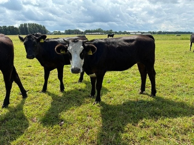 BLAARKOP PINKEN en Hooiruif, Ophalen, Grondbewerking
