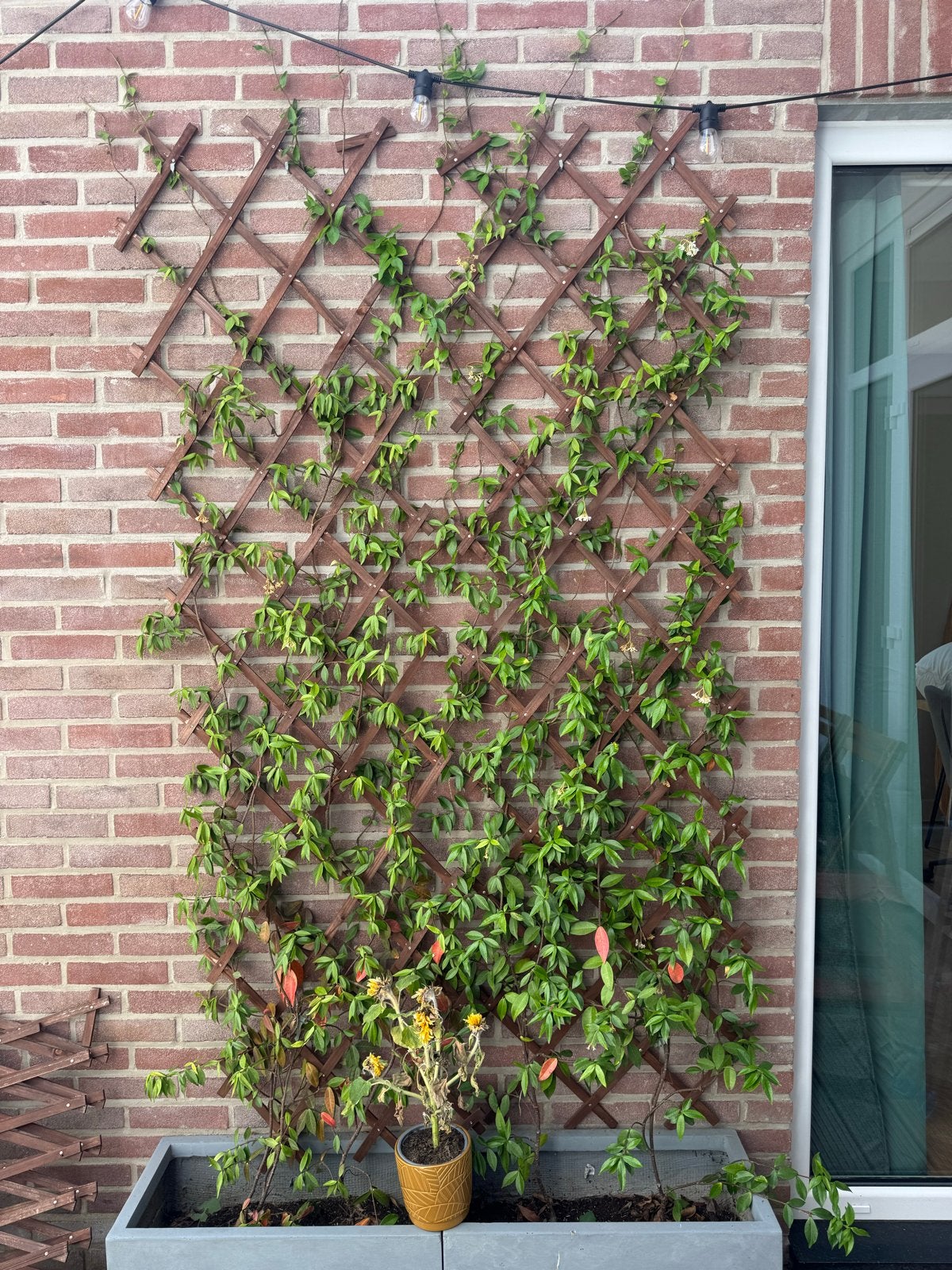 2x houten rek voor klimplanten, Ophalen, Zo goed als nieuw, Hout, Overige typen