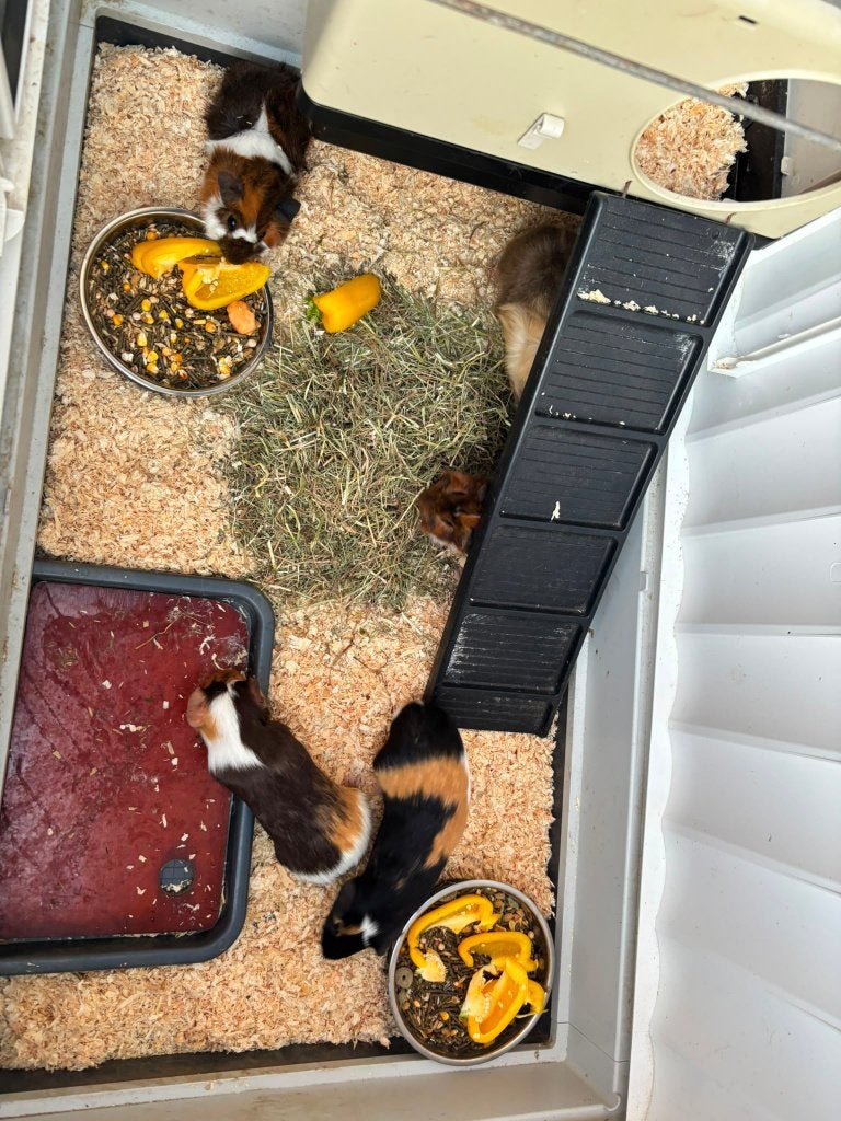 5 cavia's gratis op te halen. €80,- hok en accessoires., Cavia, Februari, Mannelijk, Tam