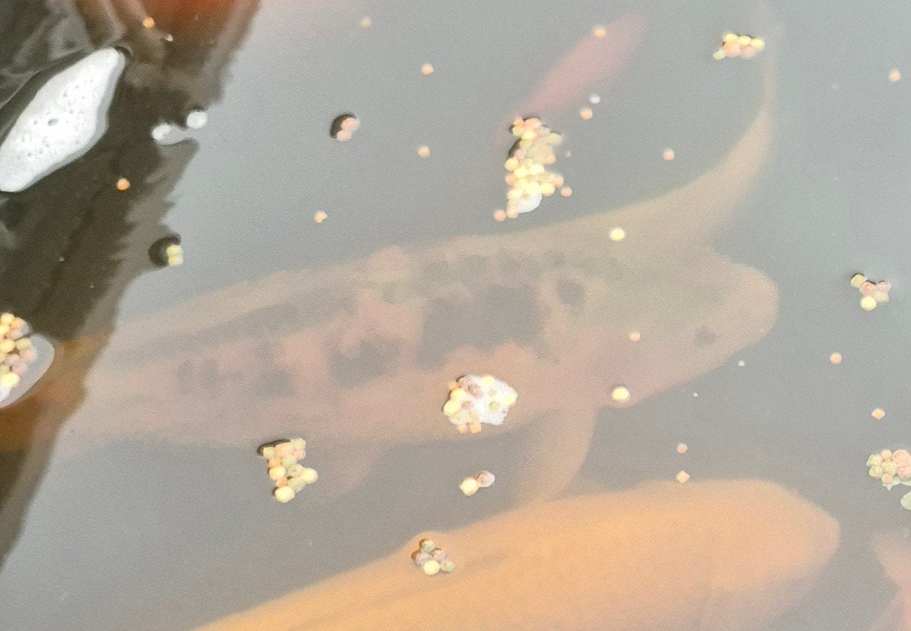 11 koi vissen . diverse maten, Karper of Koi