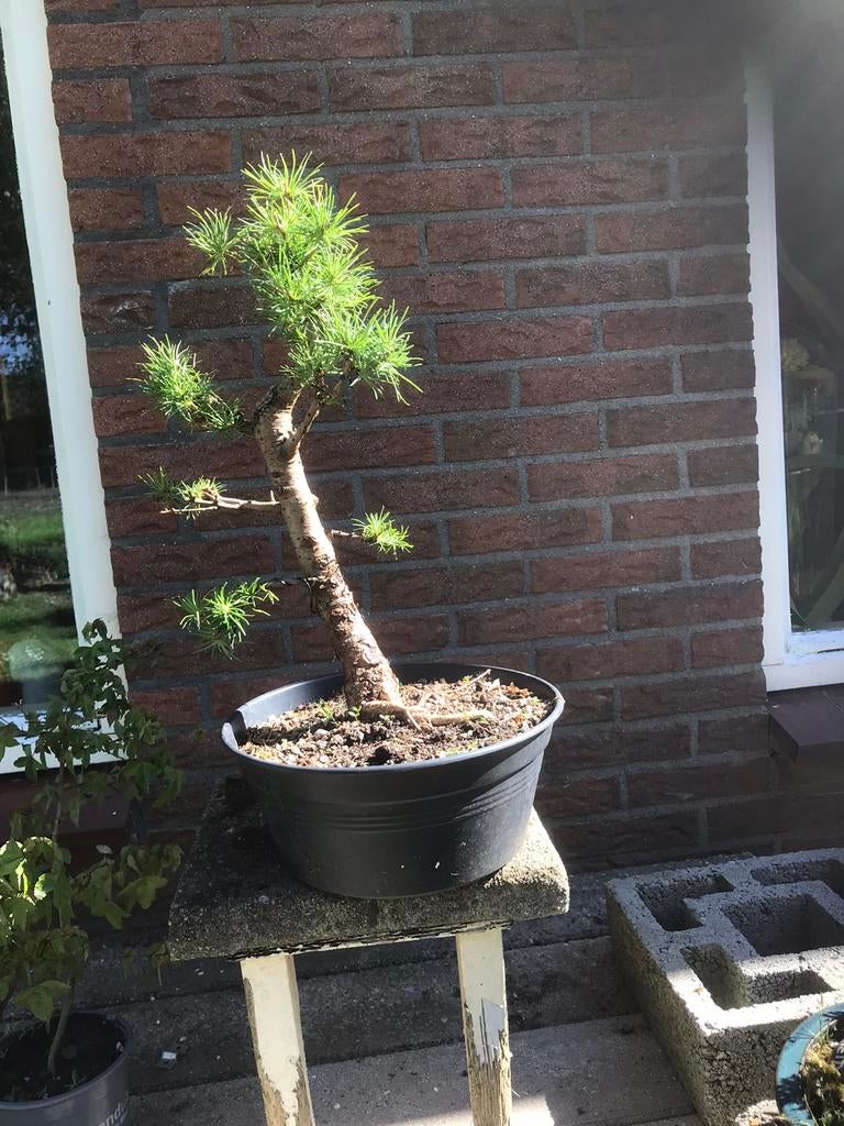 Bonsai lariks, Tuin en Terras, Planten | Bomen, Ophalen, Bloeit niet, Halfschaduw, Overige soorten