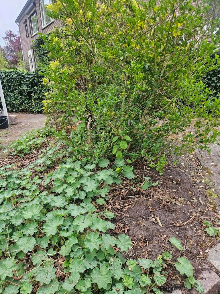 Grond, Tuin en Terras, Ophalen, Laurier, 100 tot 250 cm
