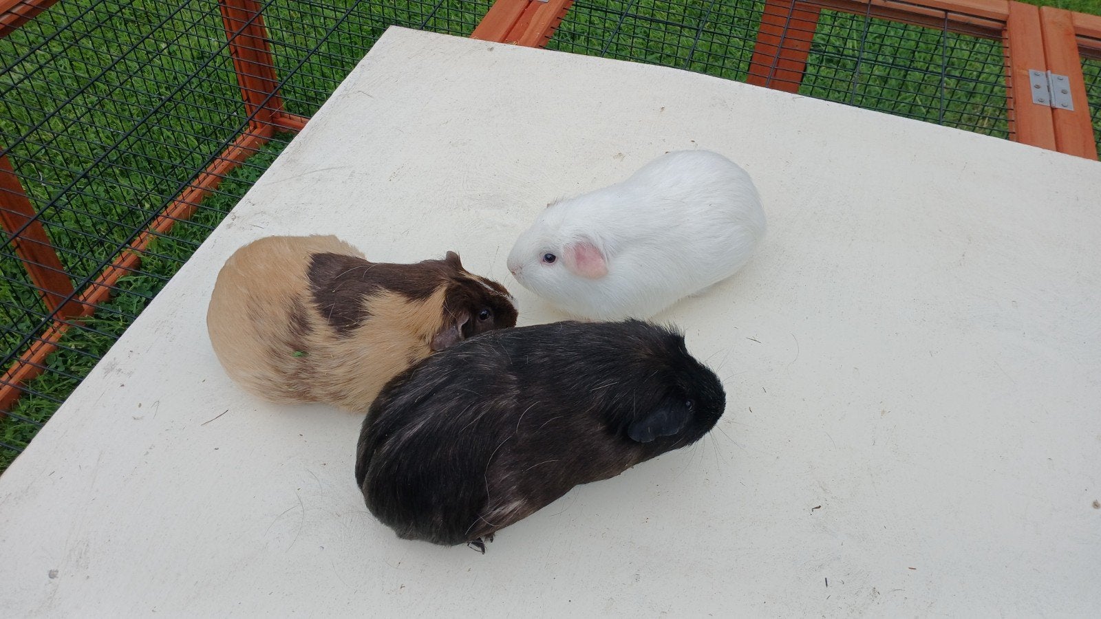 Cavia zeugjes, Dieren en Toebehoren, Februari, Vrouwelijk, Cavia
