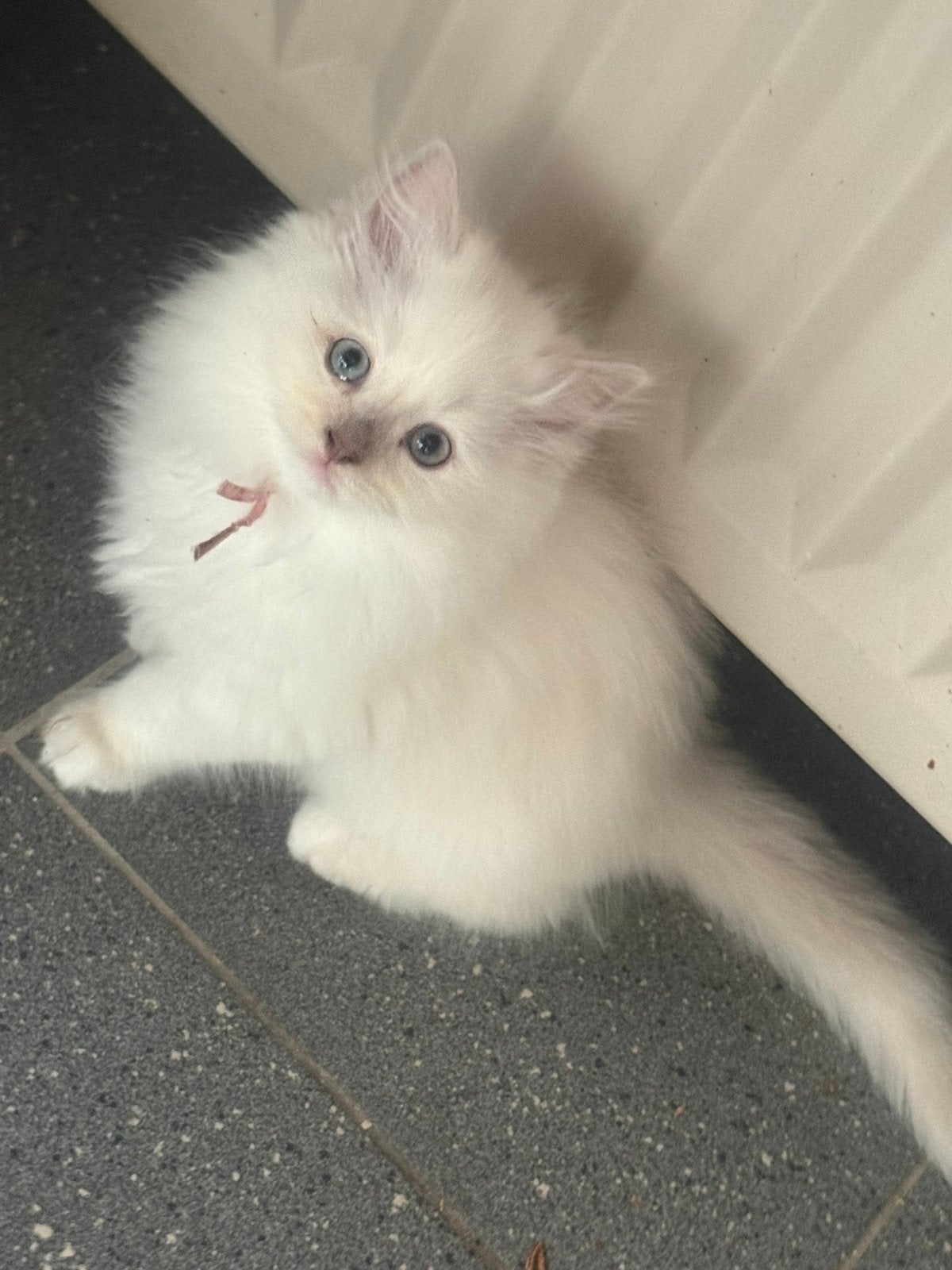 Laatste 2 huiselijke Ragdoll kittens met stamboom! 🏡, Meerdere dieren, Met stamboom, 0 tot 2 jaar