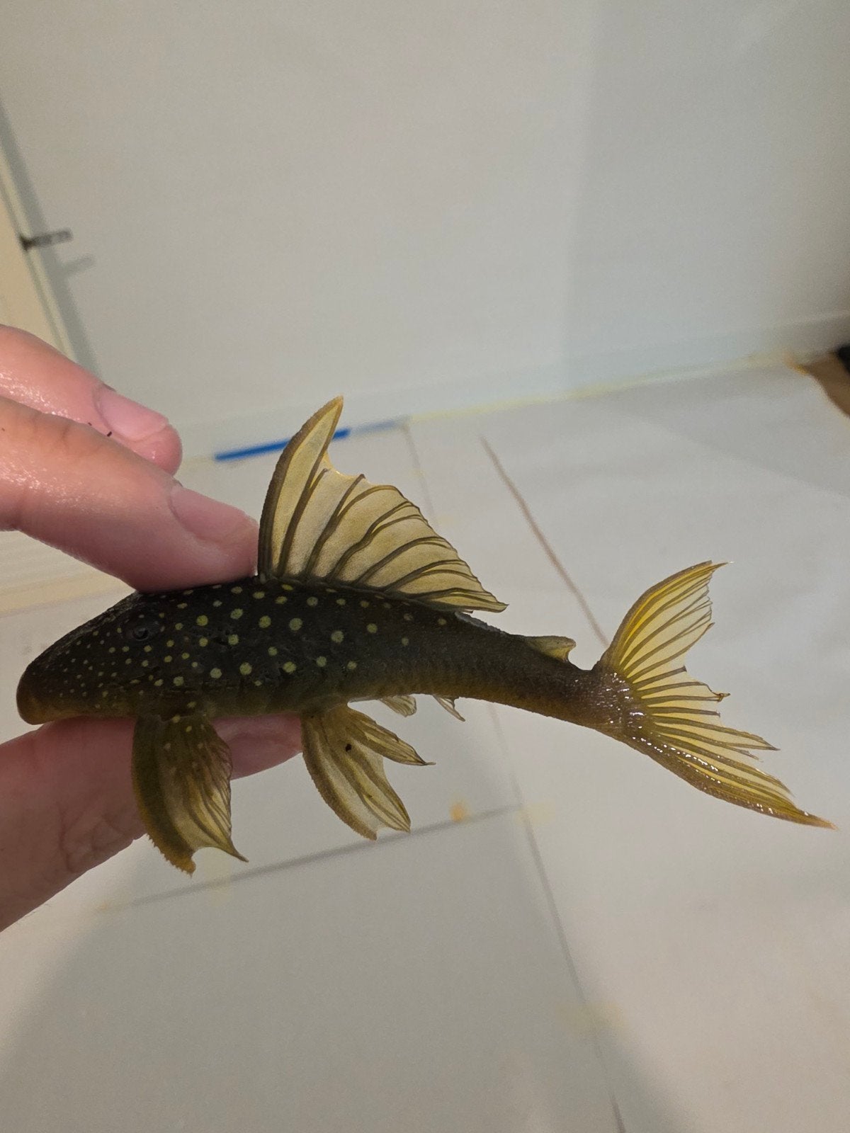 l200 Green Phantom pleco l nummer, Dieren en Toebehoren, Vis, Zoetwatervis