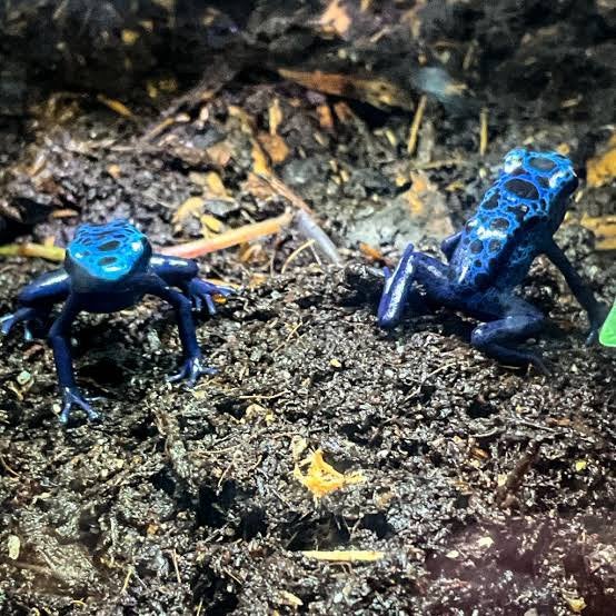 Dendrobates Tinctorius Azureus gifkikkers te koop Frog photo 2