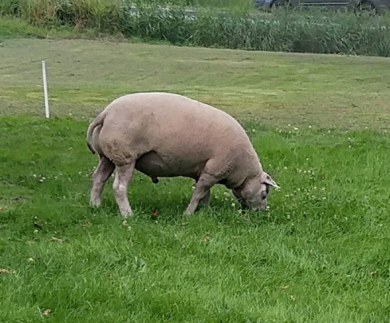 Stamboek Texelaar Dekram, Mannelijk, Schaap, 3 tot 5 jaar