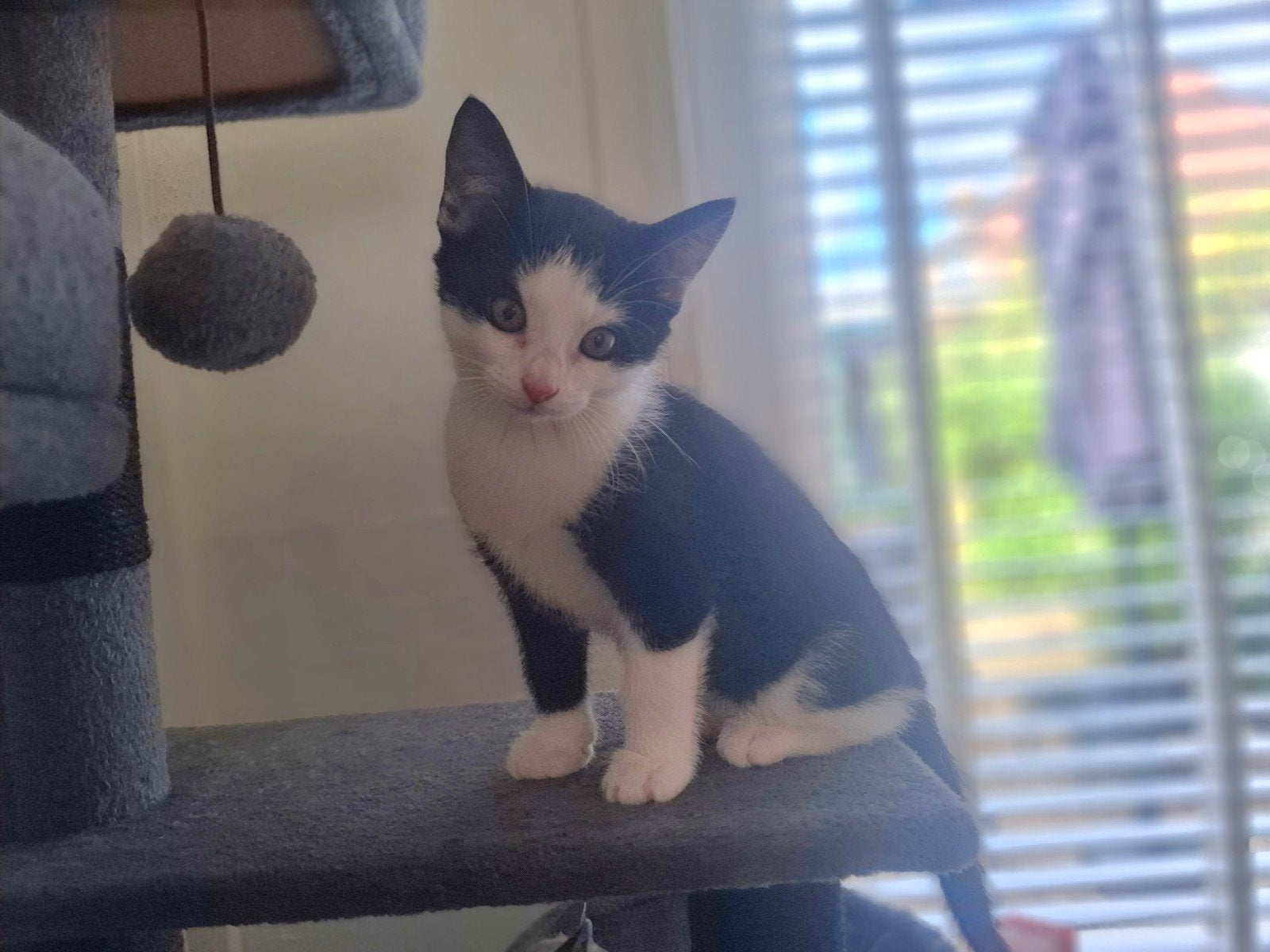 Lieve kittens zoeken een nieuw thuis, Meerdere dieren