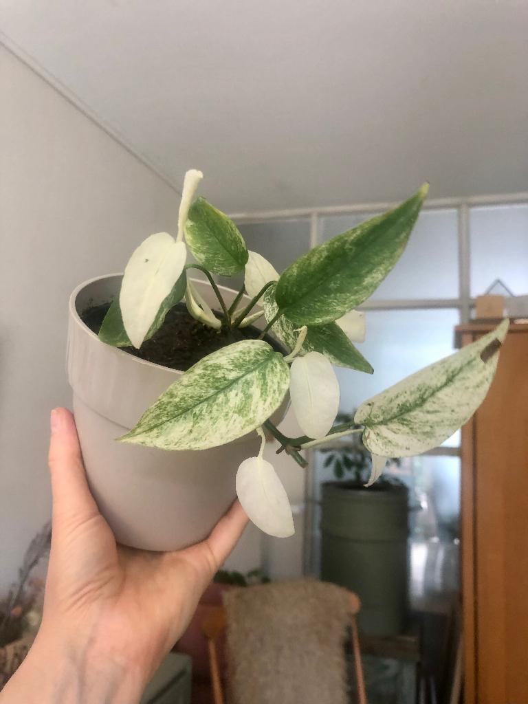 Monstera Laniata Mint in bloempot, Huis en Inrichting, Kamerplanten, Ophalen of Verzenden, In pot, Halfschaduw, Minder dan 100 cm
