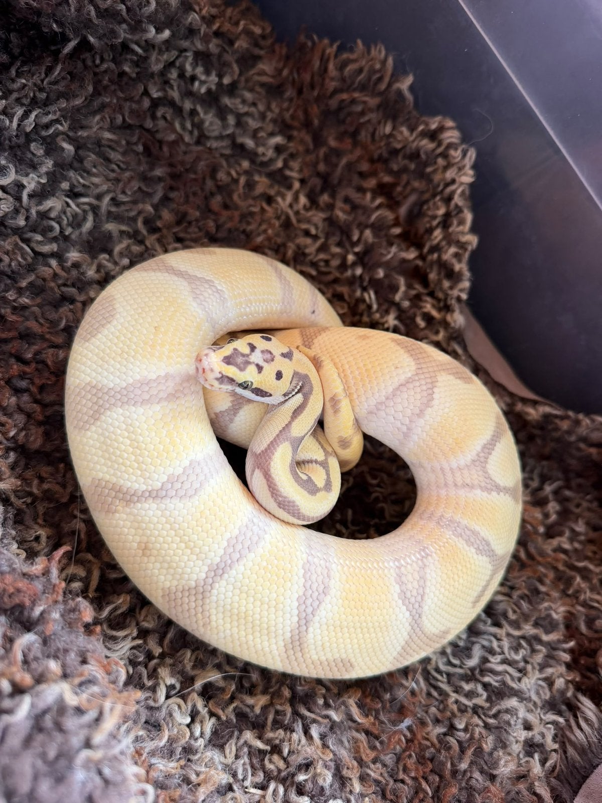 1.0 Super enchi pastel desert ghost Ball Python photo 3