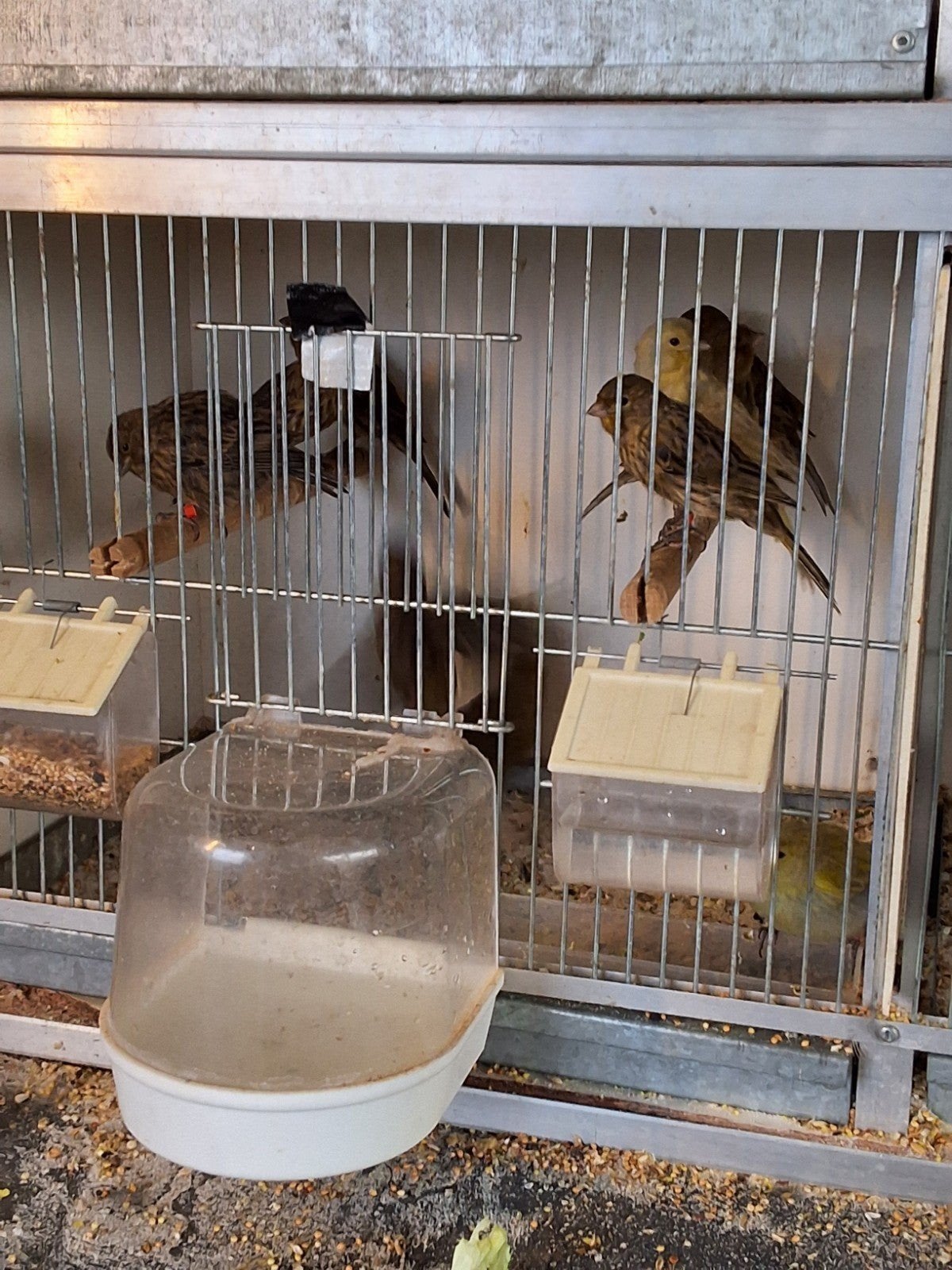 Diverse kanaries, Dieren en Toebehoren, Vogels | Hokken en Kooien, Ophalen, Hout, Vogelkooi