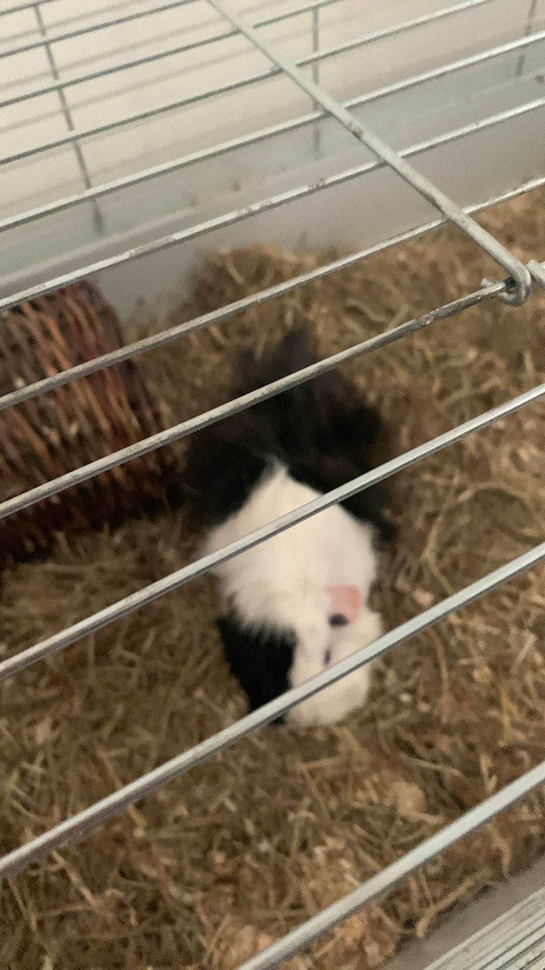 2 lieve cavia’s zoeken huis, Dieren en Toebehoren, Cavia, Vrouwelijk, Januari, Tam