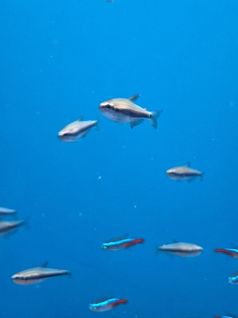 Blauwe koningszalm impaichthys kerri aquarium vissen vis, Vis