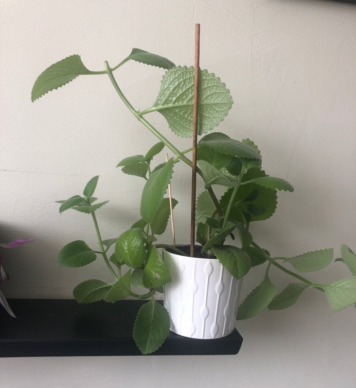 Grote groene kamerplant in witte pot, Overige soorten, In pot, Minder dan 100 cm, Groene kamerplant