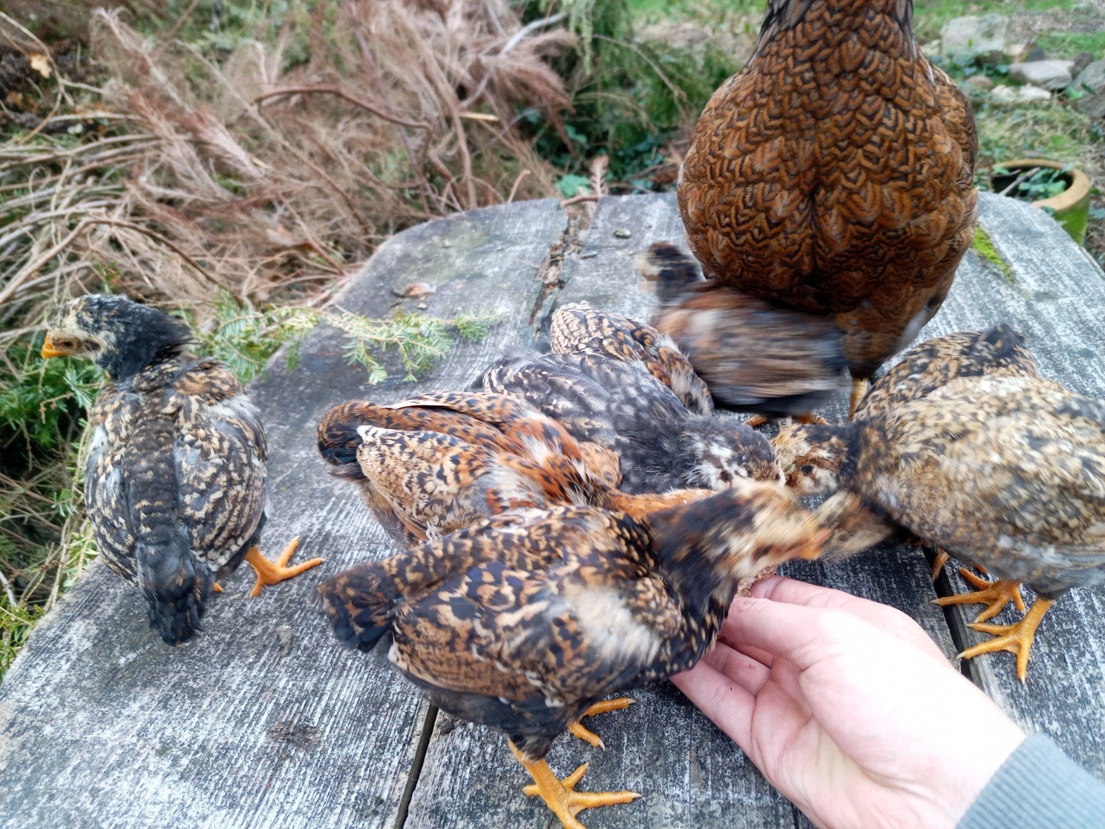 kuikens 5euro, Dieren en Toebehoren