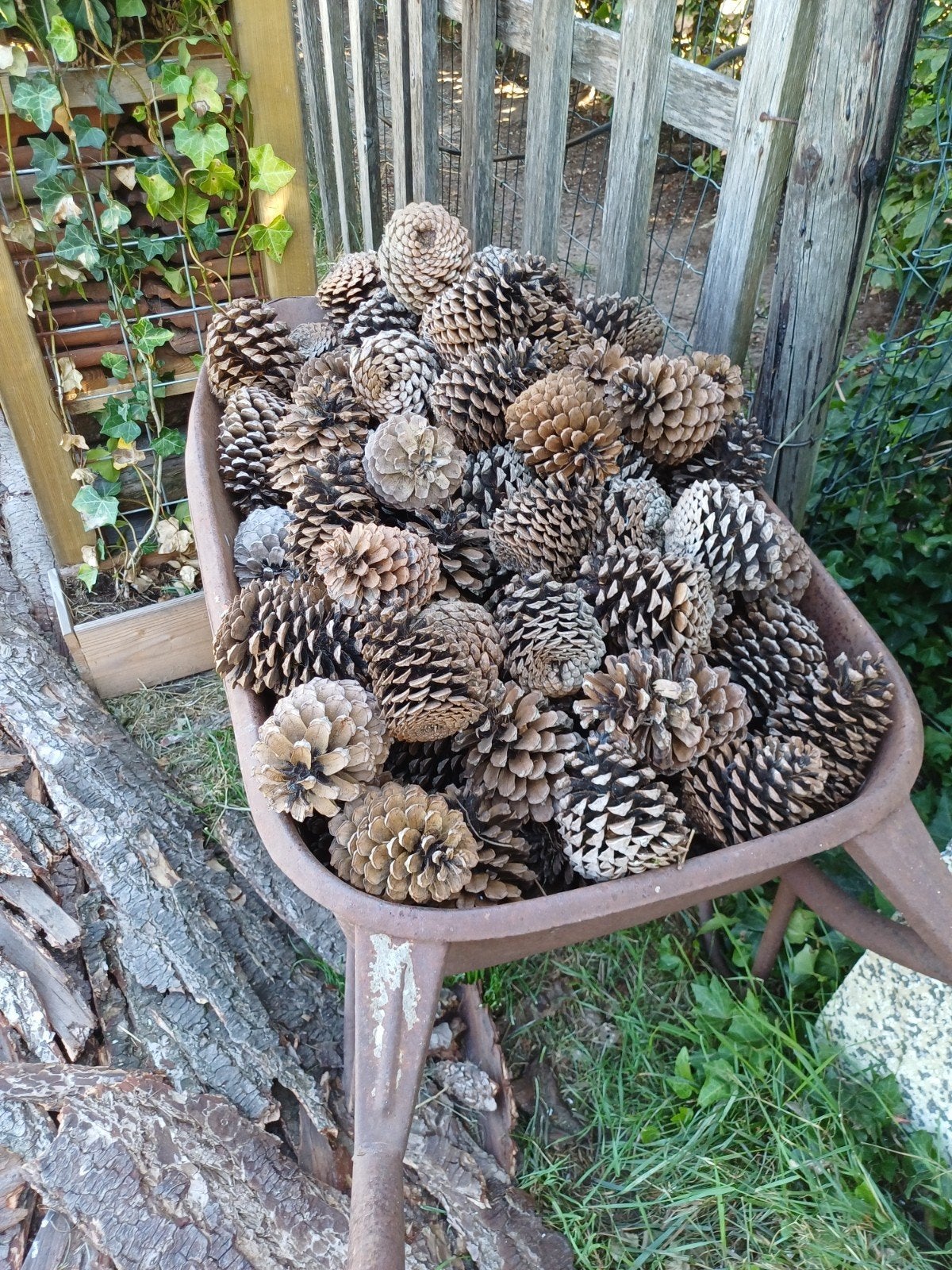dennenappels, Ophalen